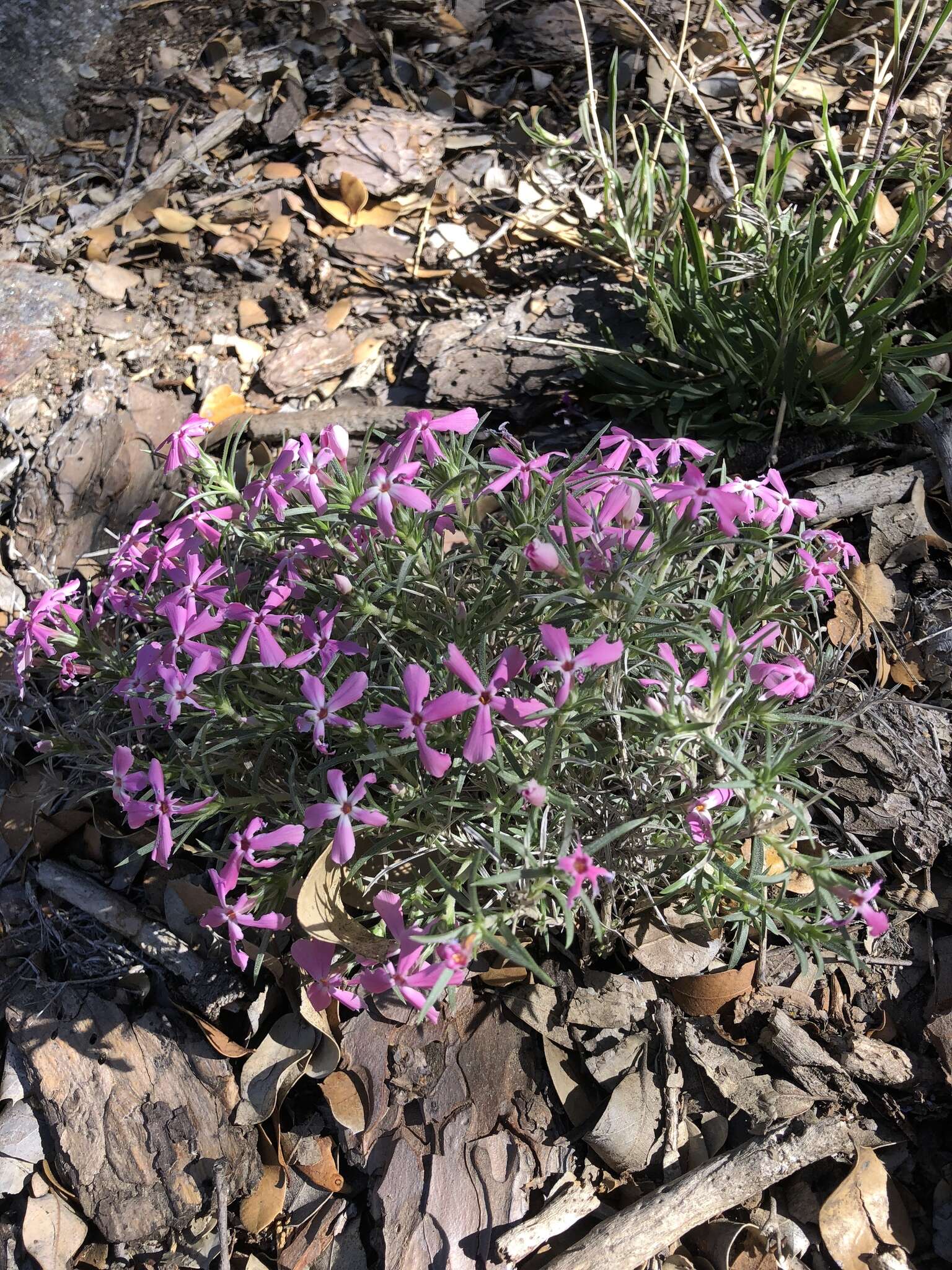 Imagem de Phlox austromontana Coville