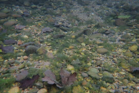 Image of Balkan Loach