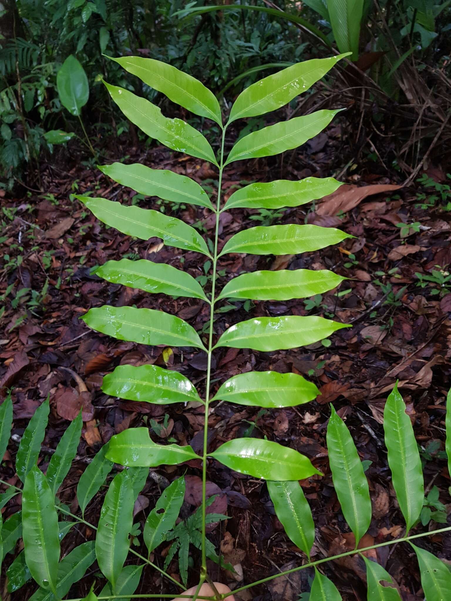 Image of Matayba oppositifolia (A. Rich.) Britton