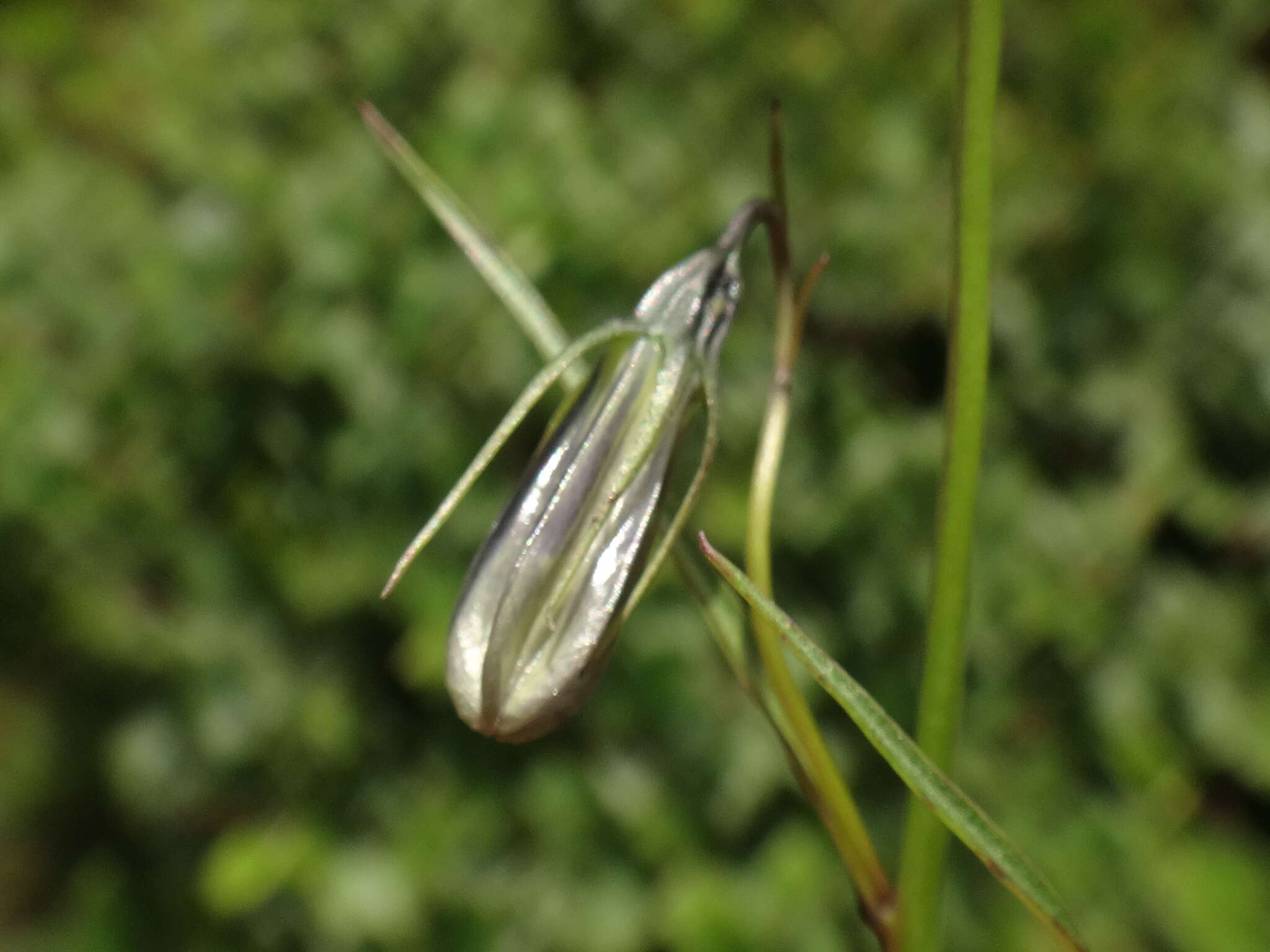 Image of Scheuchzer's Bellflower