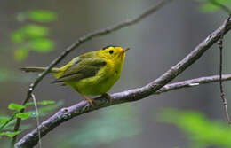 Image of Wilson's Warbler