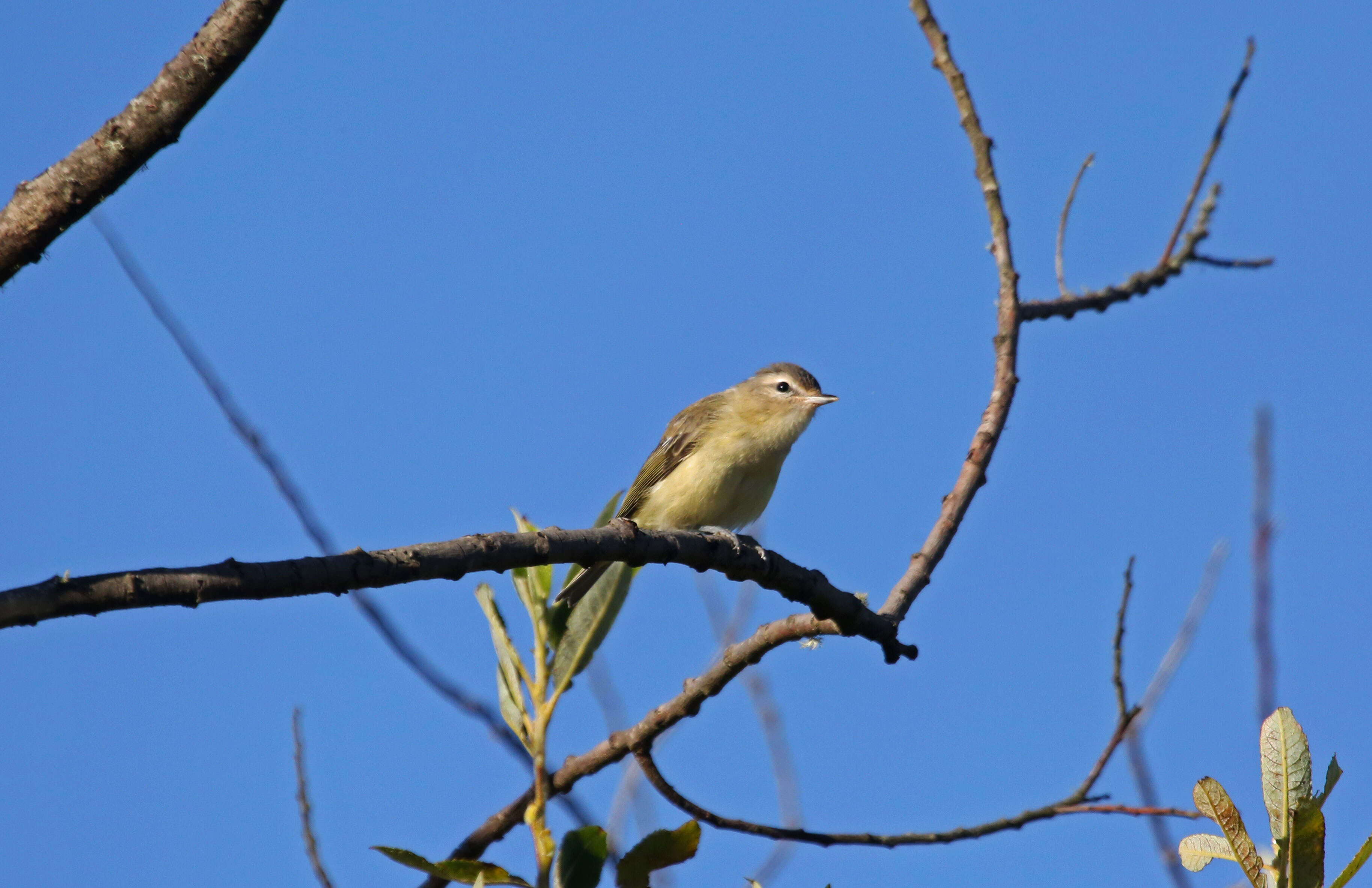 Vireo gilvus (Vieillot 1808) resmi