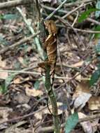 Image of Leeh's Fathead Anole