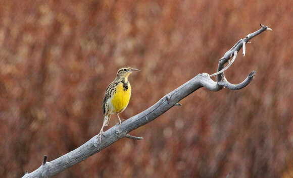 Image of Western Meadowlark