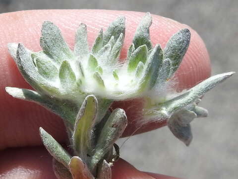 Image of bighead pygmycudweed