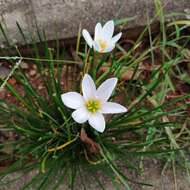 Image of autumn zephyrlily