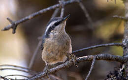 Image of Red-breasted Nuthatch