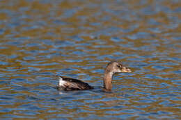 Image of Pied-billed Grebe