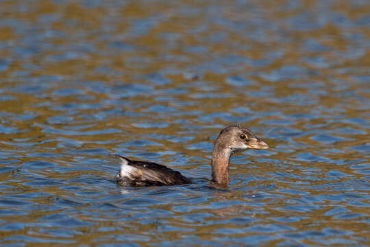 Image of Pied-billed Grebe