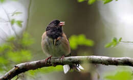 Image of juncos