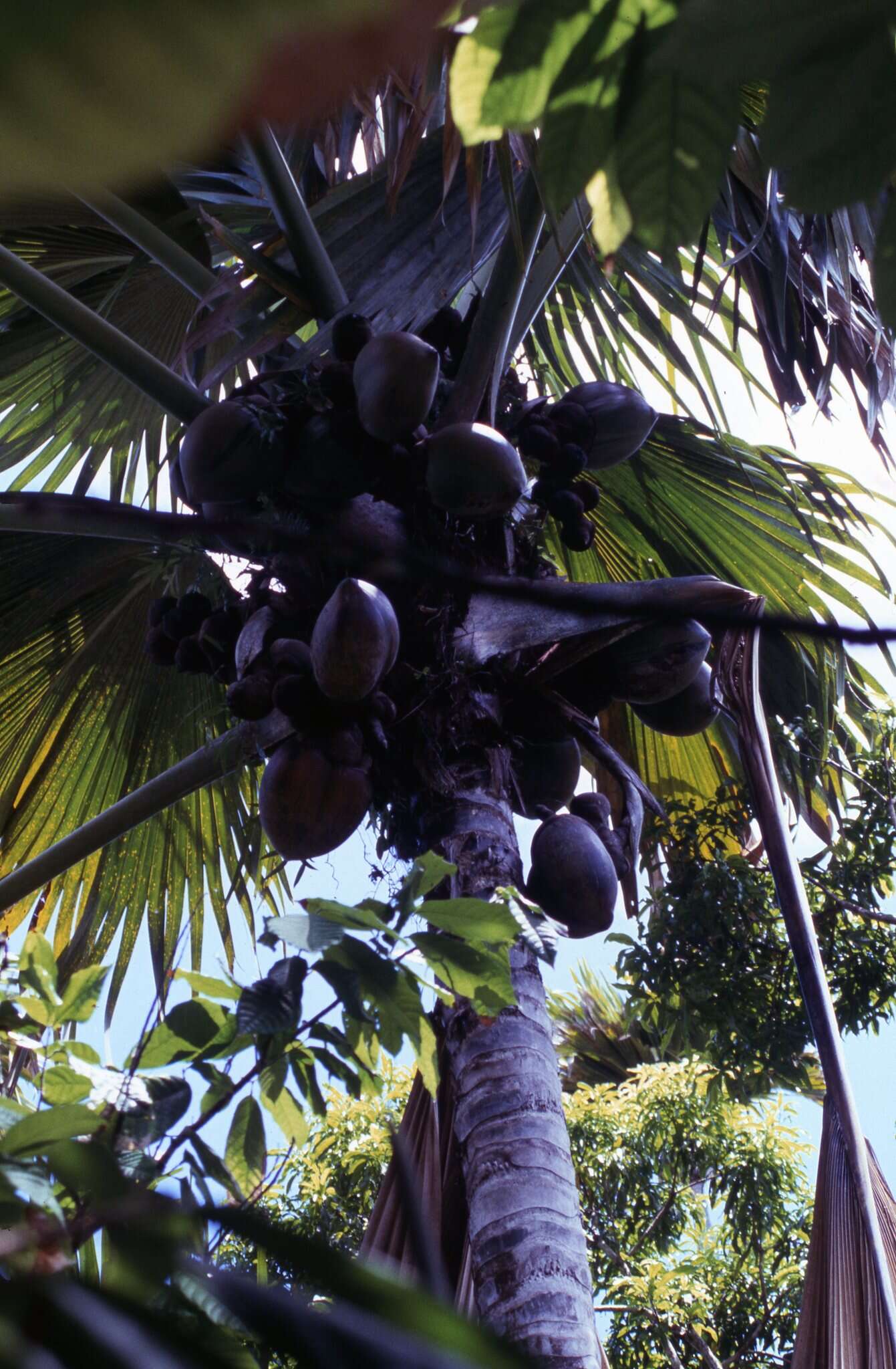 Sivun Seychellienpalmut kuva