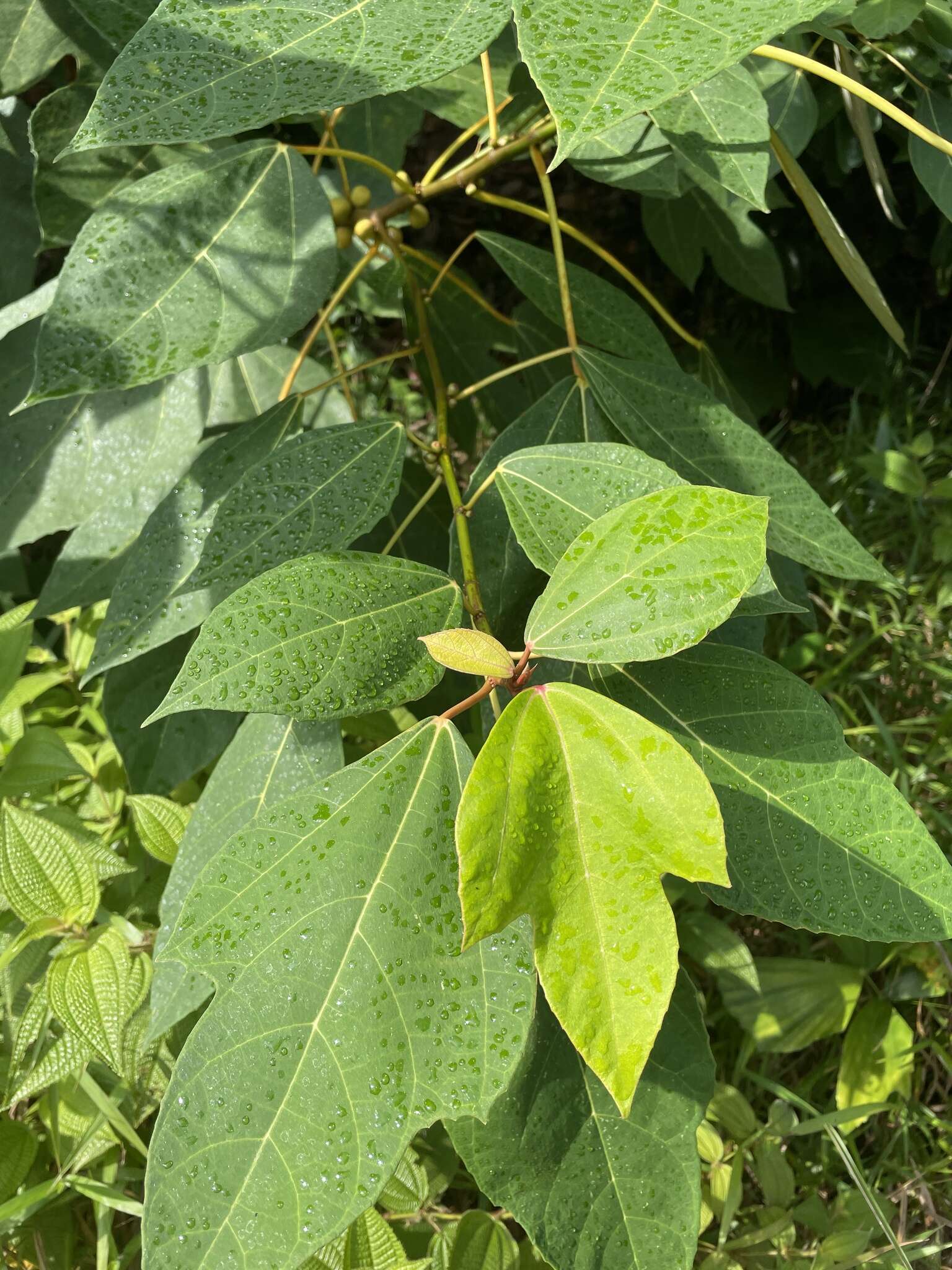 Ficus grossularioides Burm. fil.的圖片