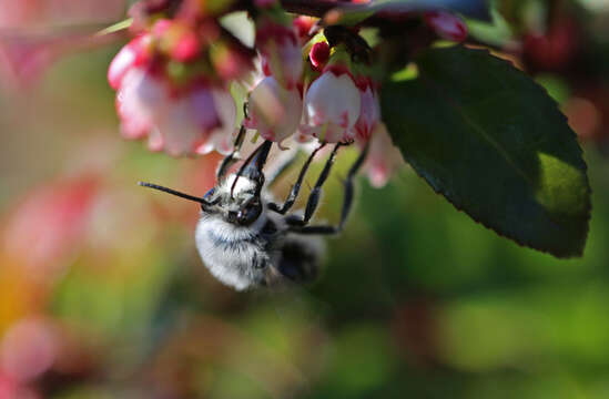 Image of evergreen huckleberry