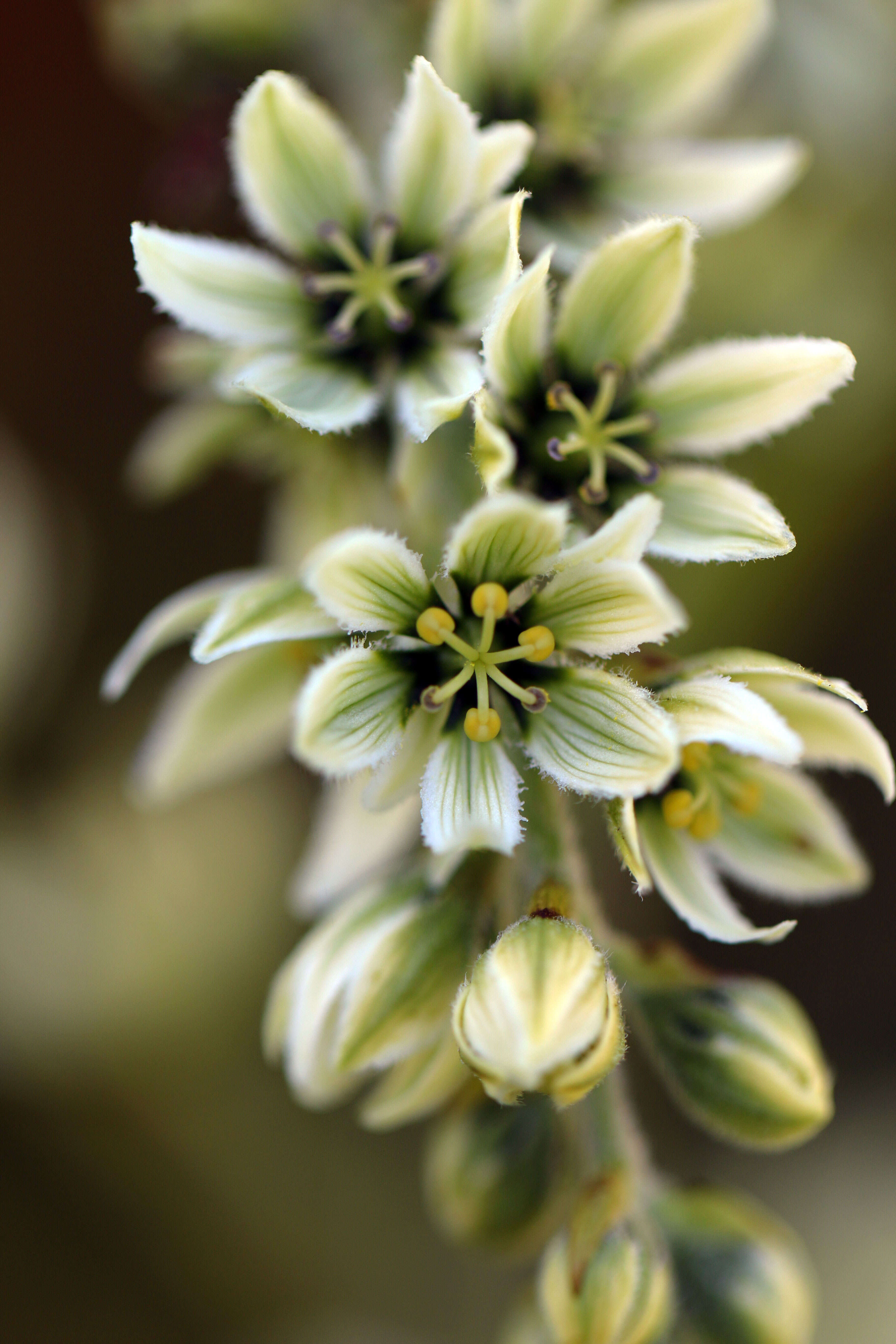 صورة Veratrum californicum Durand