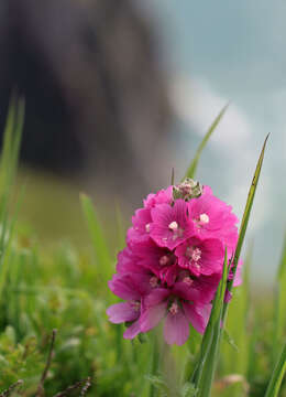 Image of hairy checkerbloom