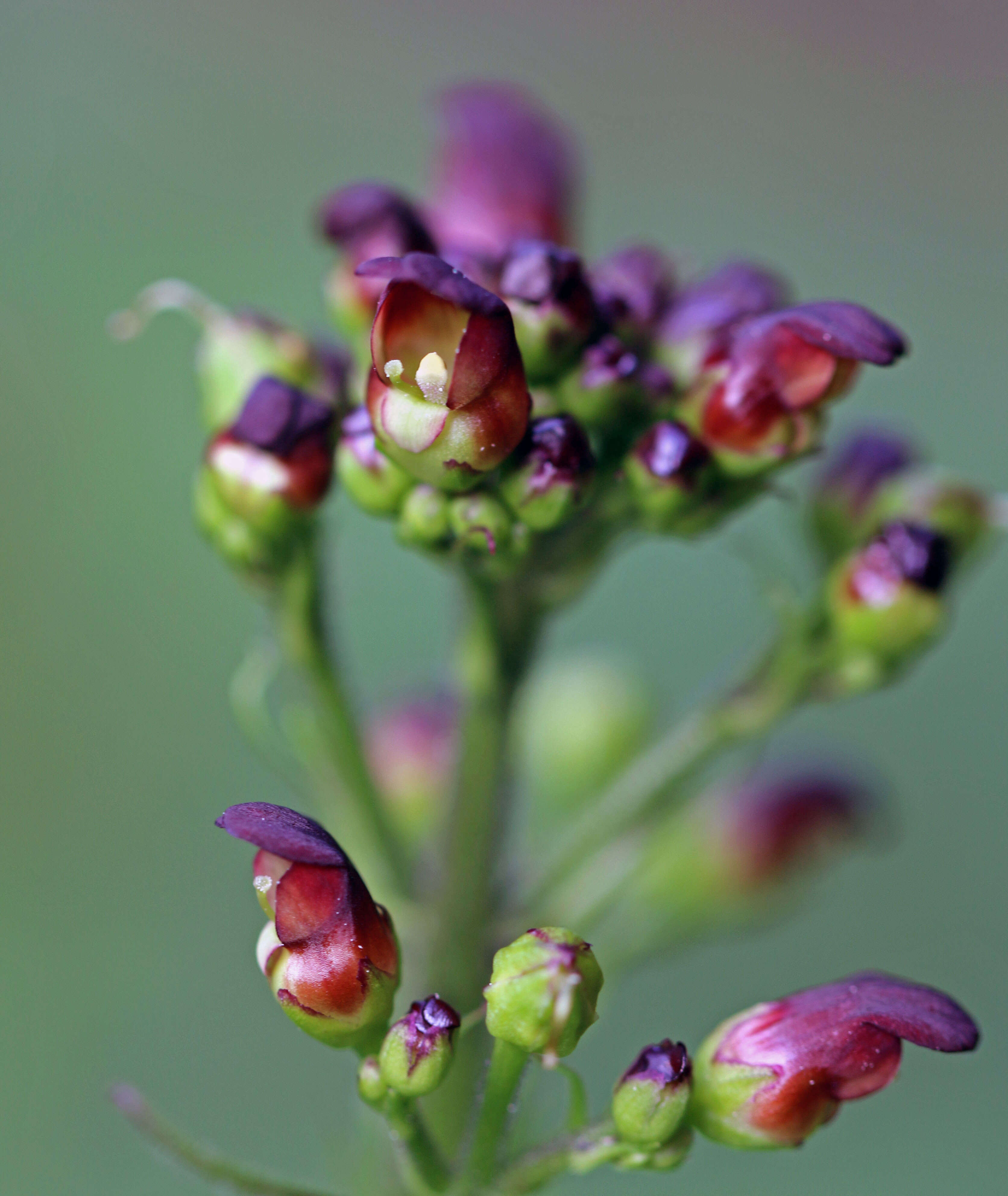 Image of California bee plant