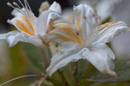 صورة Rhododendron occidentale (Torr. & Gray) A. Gray