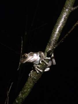 Image of Coronated Treefrog