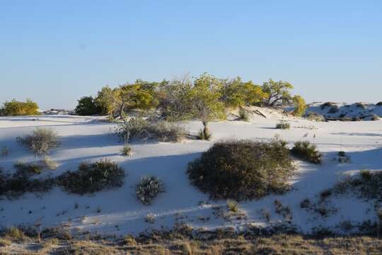 Image of Populus deltoides subsp. wislizenii (S. Wats.) Eckenwalder