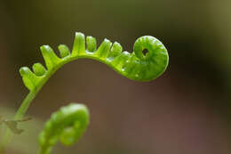 Image of licorice fern
