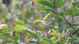 Image of Rufescent Prinia