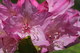 Image of Pacific rhododendron