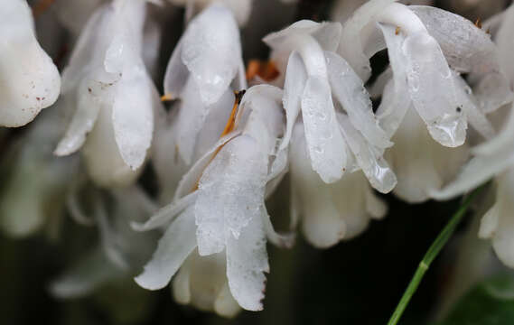 Image of Indian Pipe