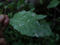 Podosphaera balsaminae (Wallr.) U. Braun & S. Takam. 2000的圖片