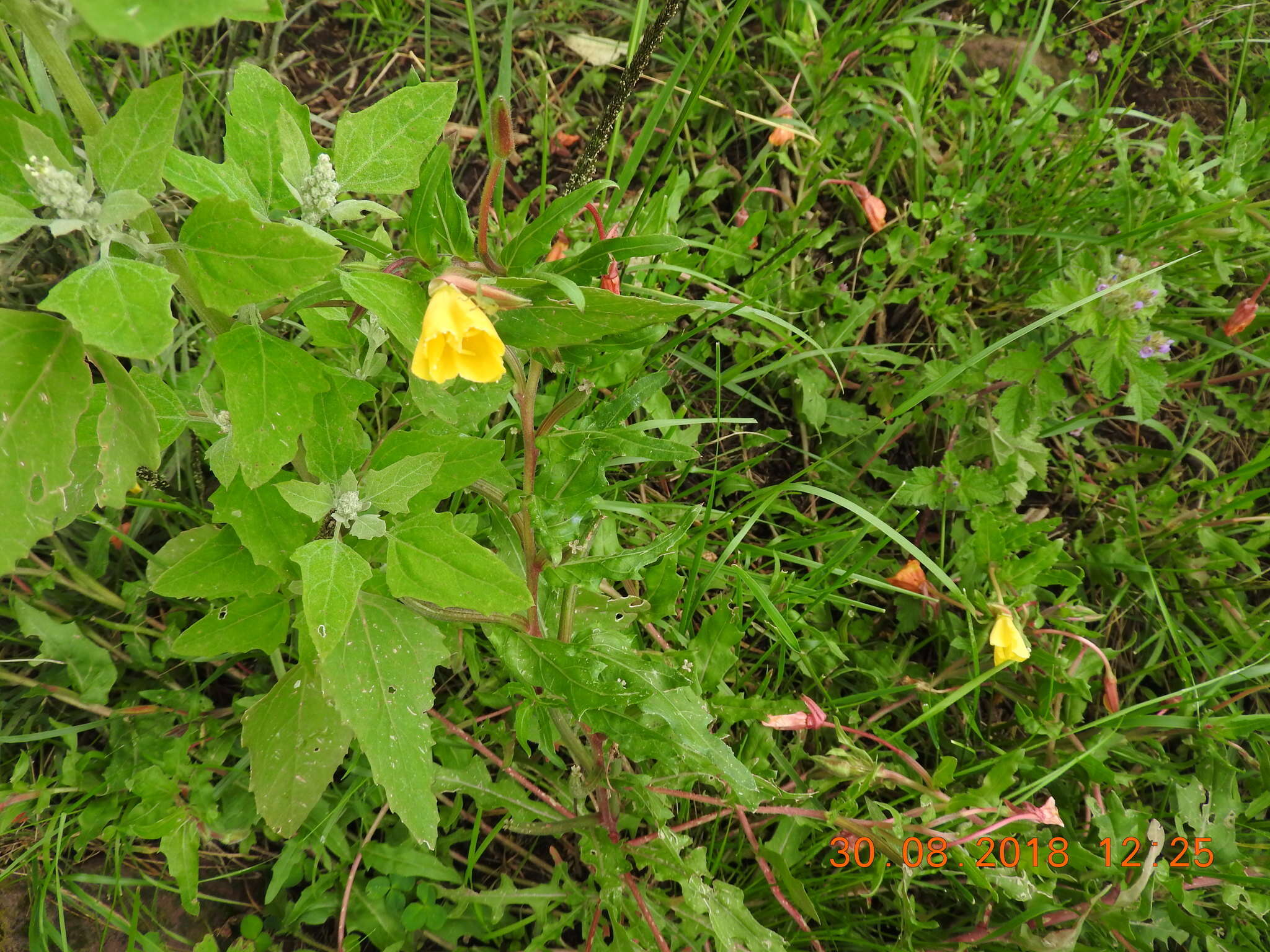 Imagem de Oenothera hartwegii Benth.