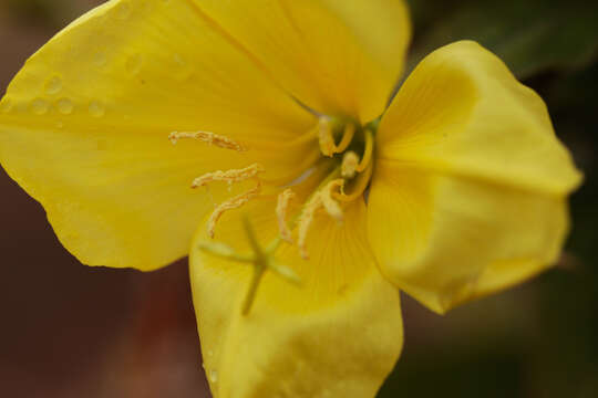 Image of redsepal evening primrose