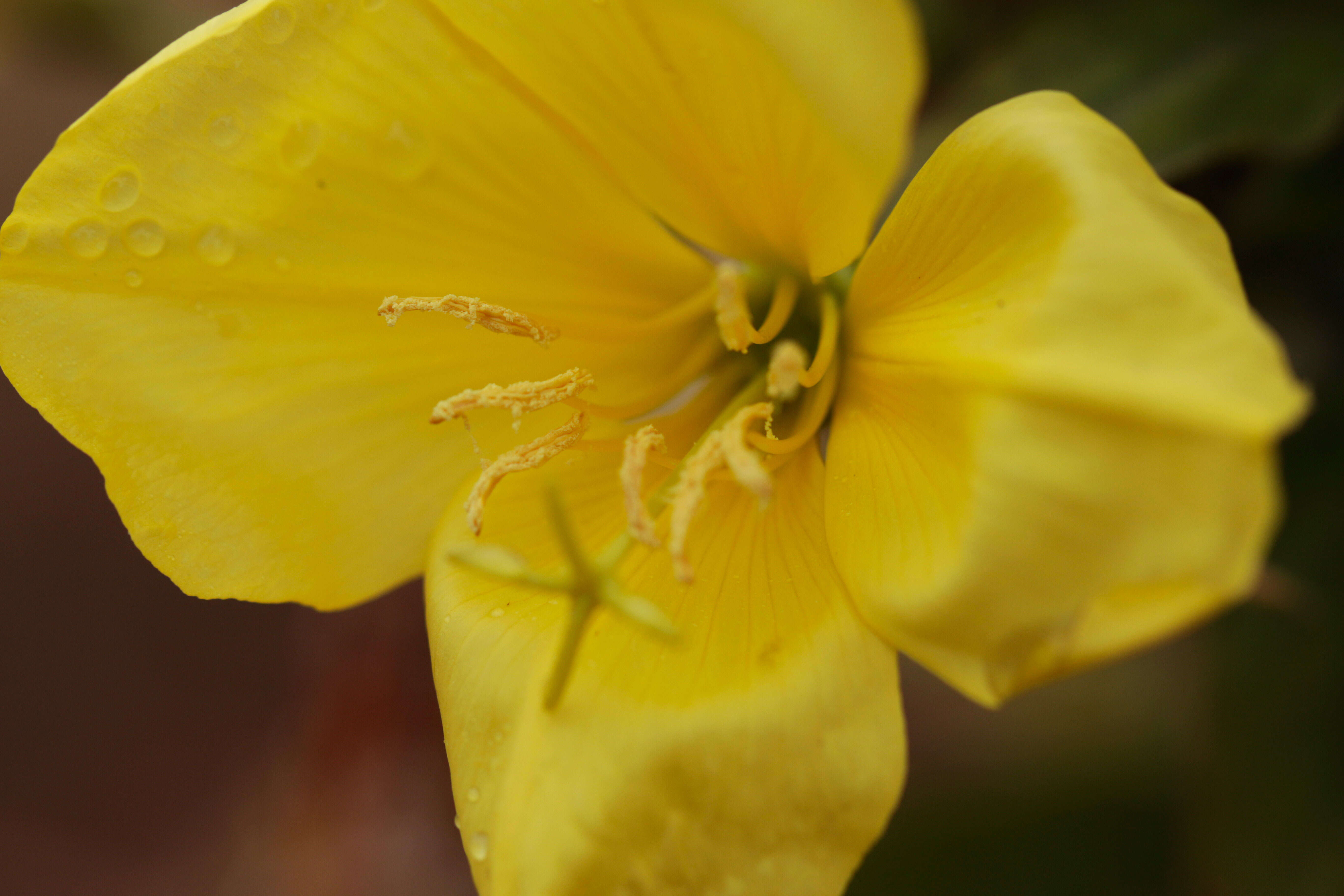 Imagem de Oenothera glazioviana M. Micheli