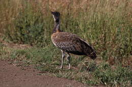 Image of Ludwig's Bustard