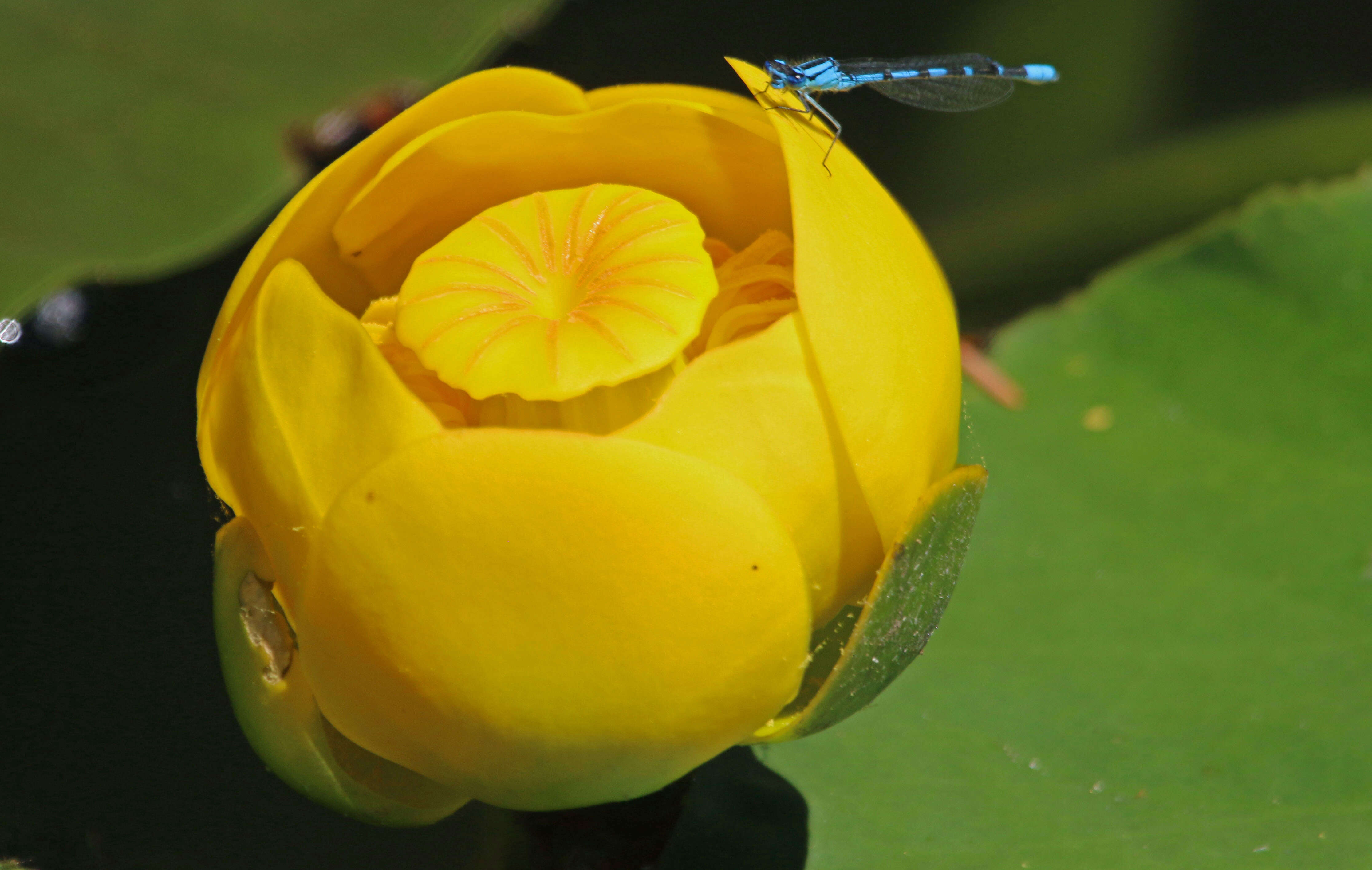 Image de <i>Nuphar polysepala</i>