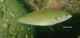 Image of Stripebelly wrasse