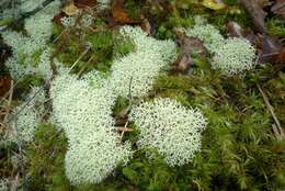 Image of Cladonia confusa R. Sant.