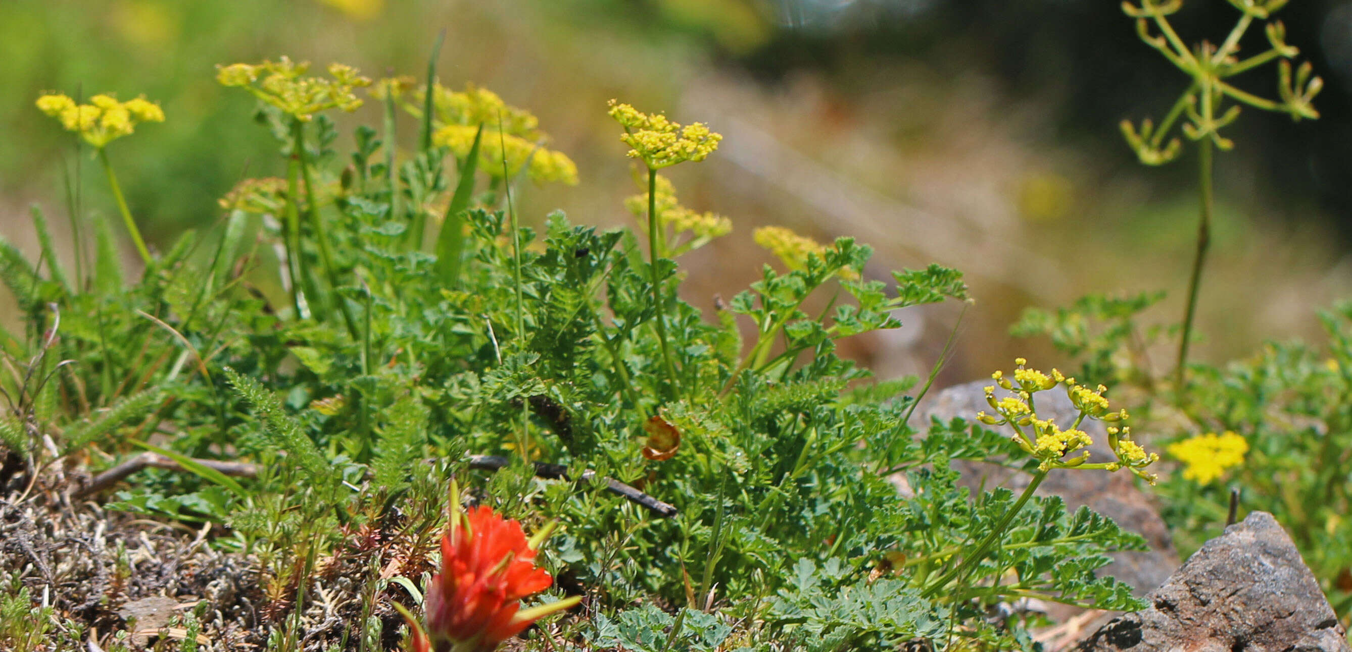 Image of cascade desertparsley