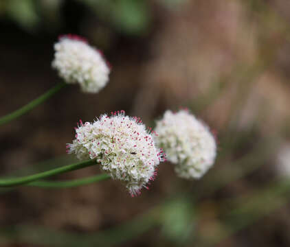 Image of seaside buckwheat