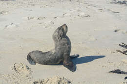 Image of Afro-Australian Fur Seal