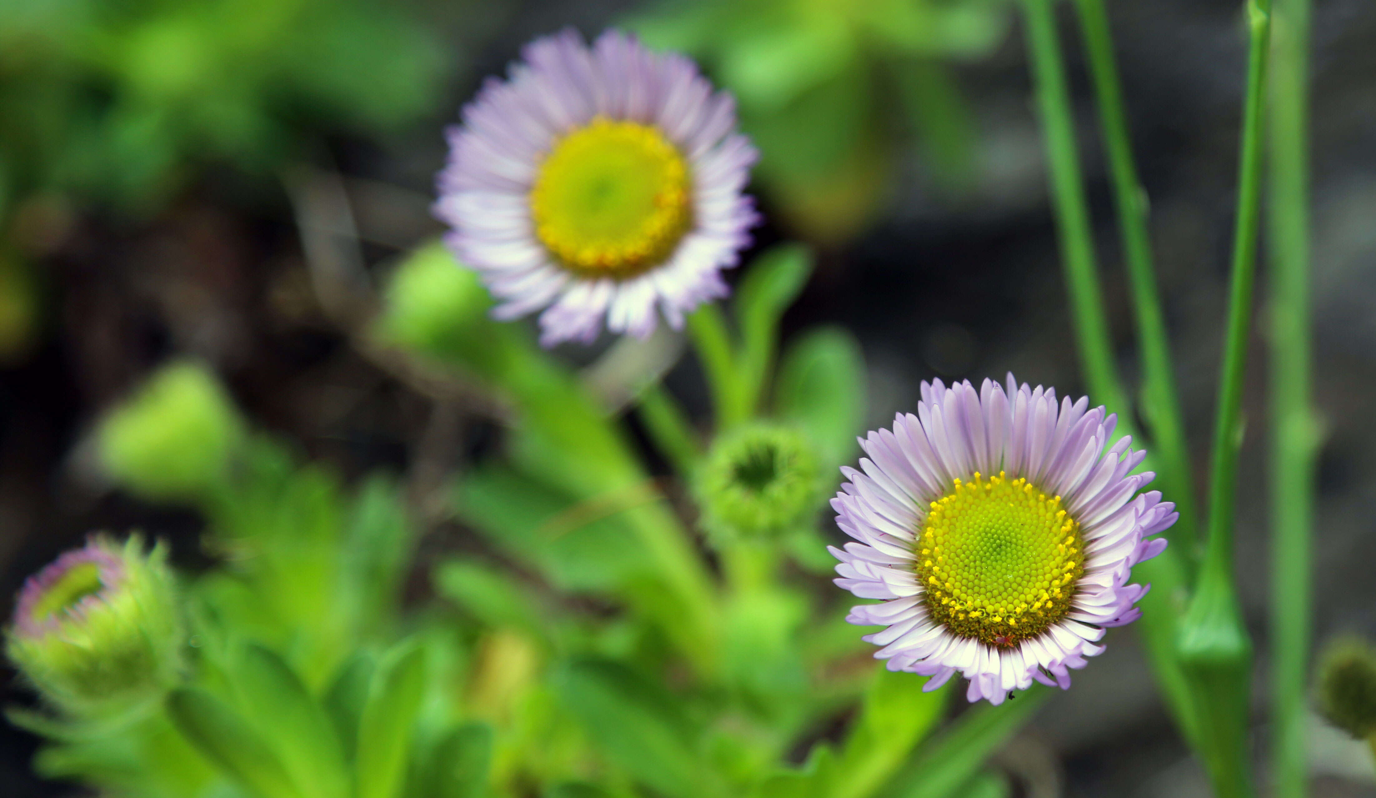 Слика од Erigeron glaucus Ker-Gawl.