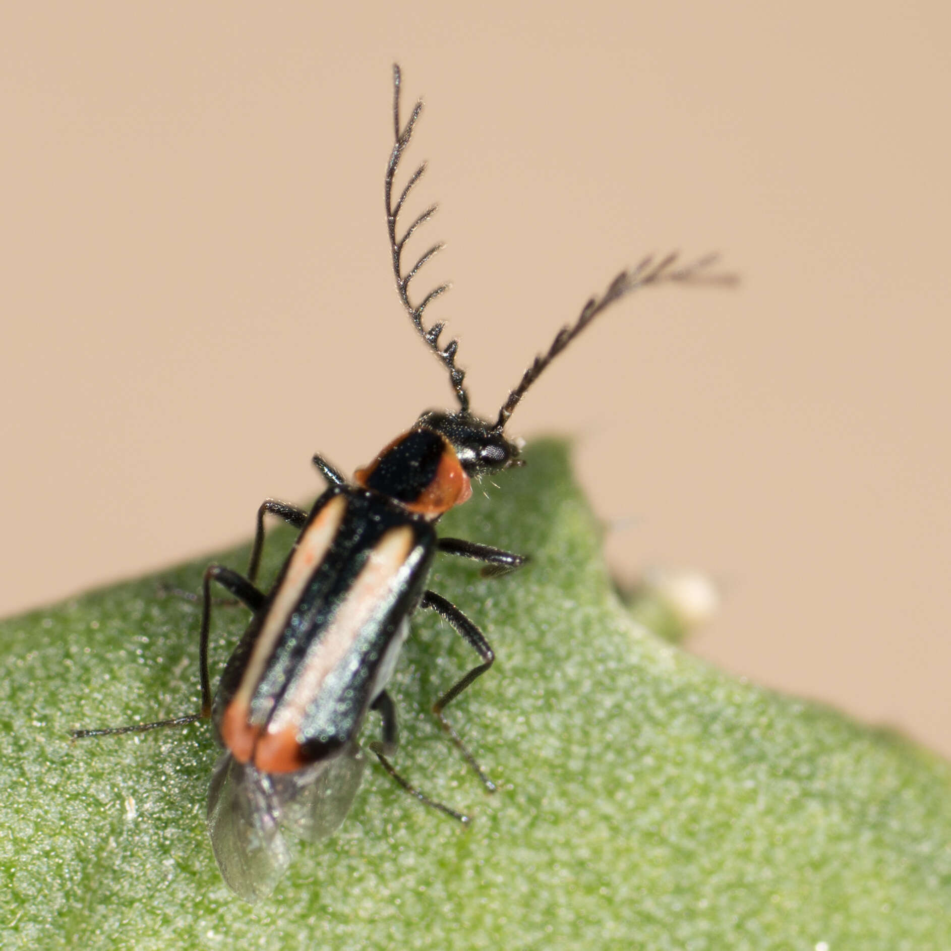 Слика од <i>Malachius mixtus</i>