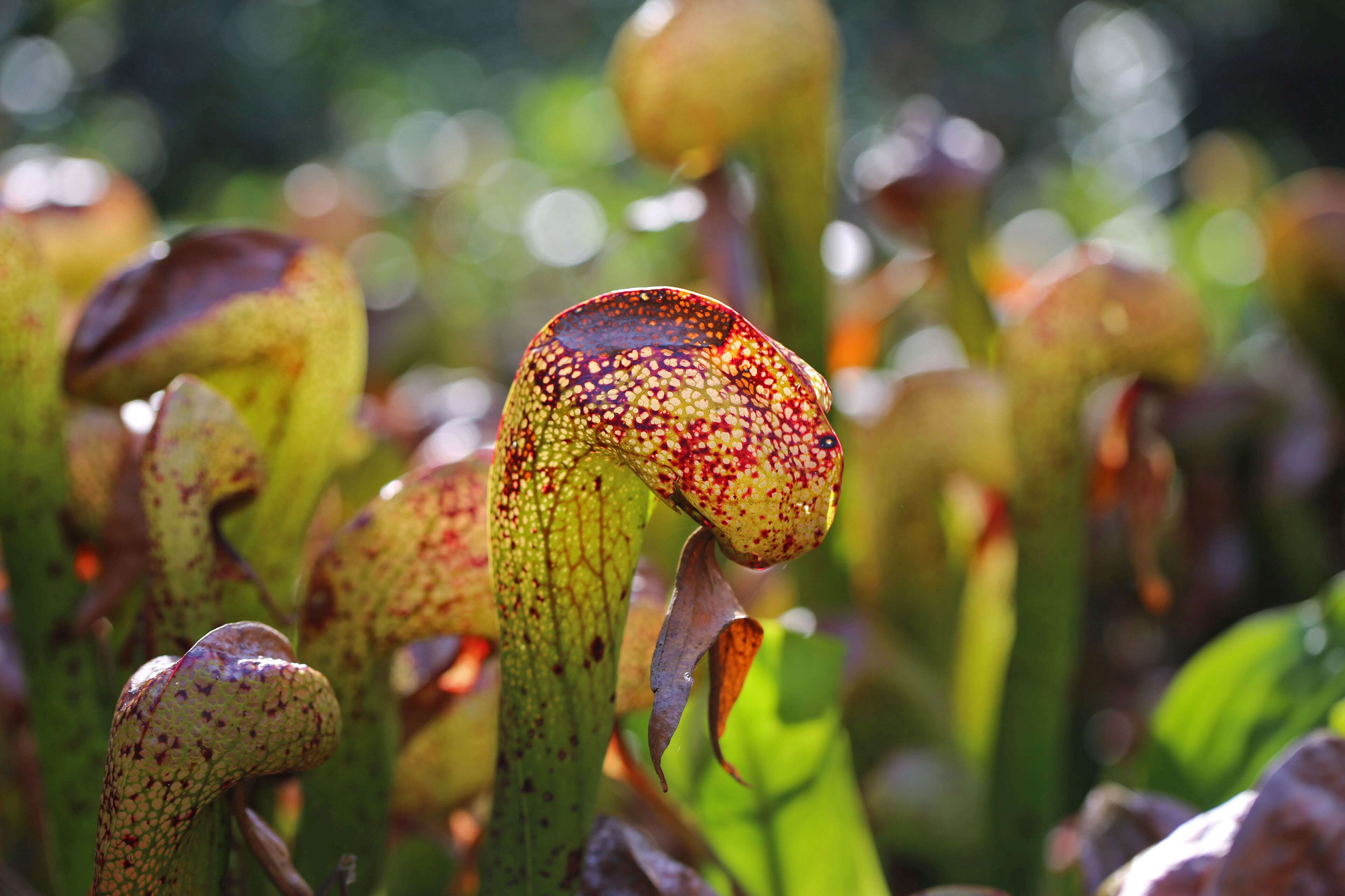 Image of California pitcherplant