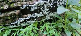 Image of Ceratiomyxa fruticulosa var. arbuscula Berk. & Broome