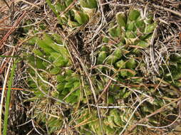 Haworthia outeniquensis M. B. Bayer resmi