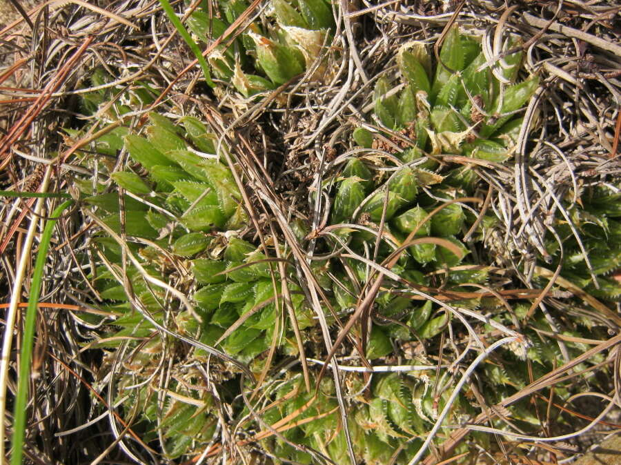 Haworthia outeniquensis M. B. Bayer resmi