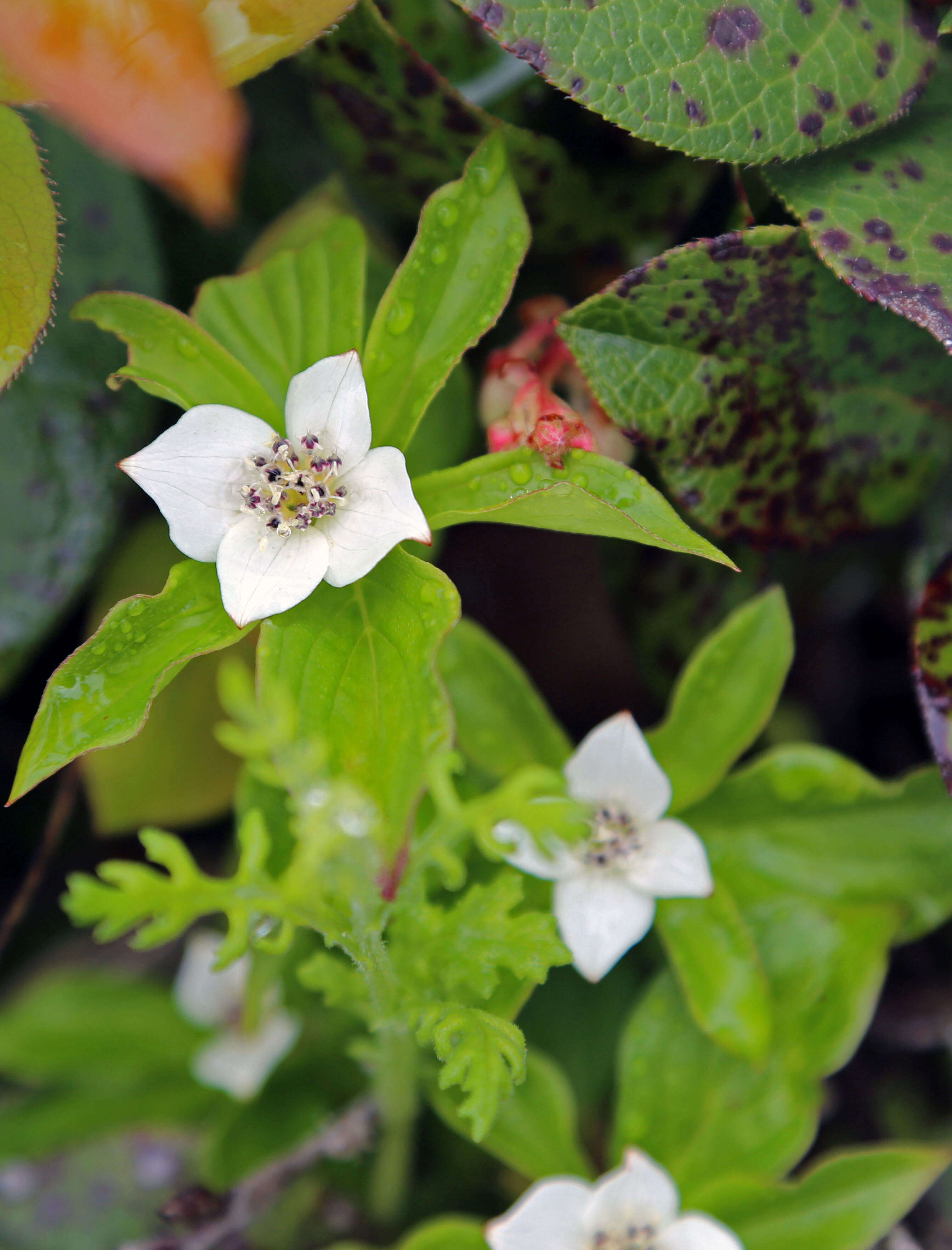 Image of bunchberry dogwood