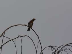 Image of Fieldfare