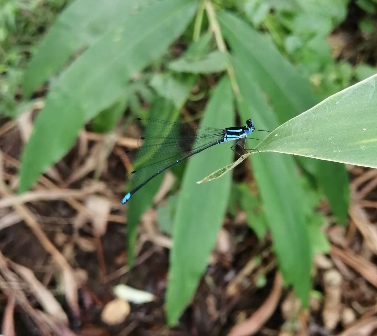 Image of Caconeura risi (Fraser 1931)