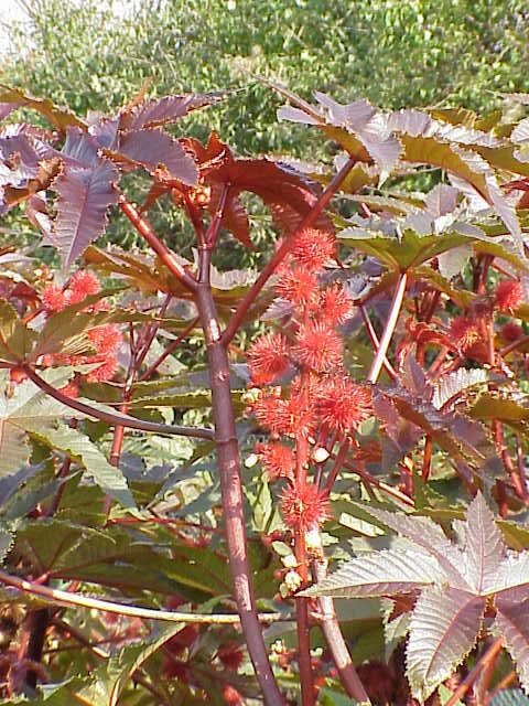 Sivun Ricinus kuva