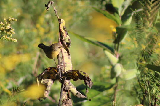 Image of Common Yellowthroat