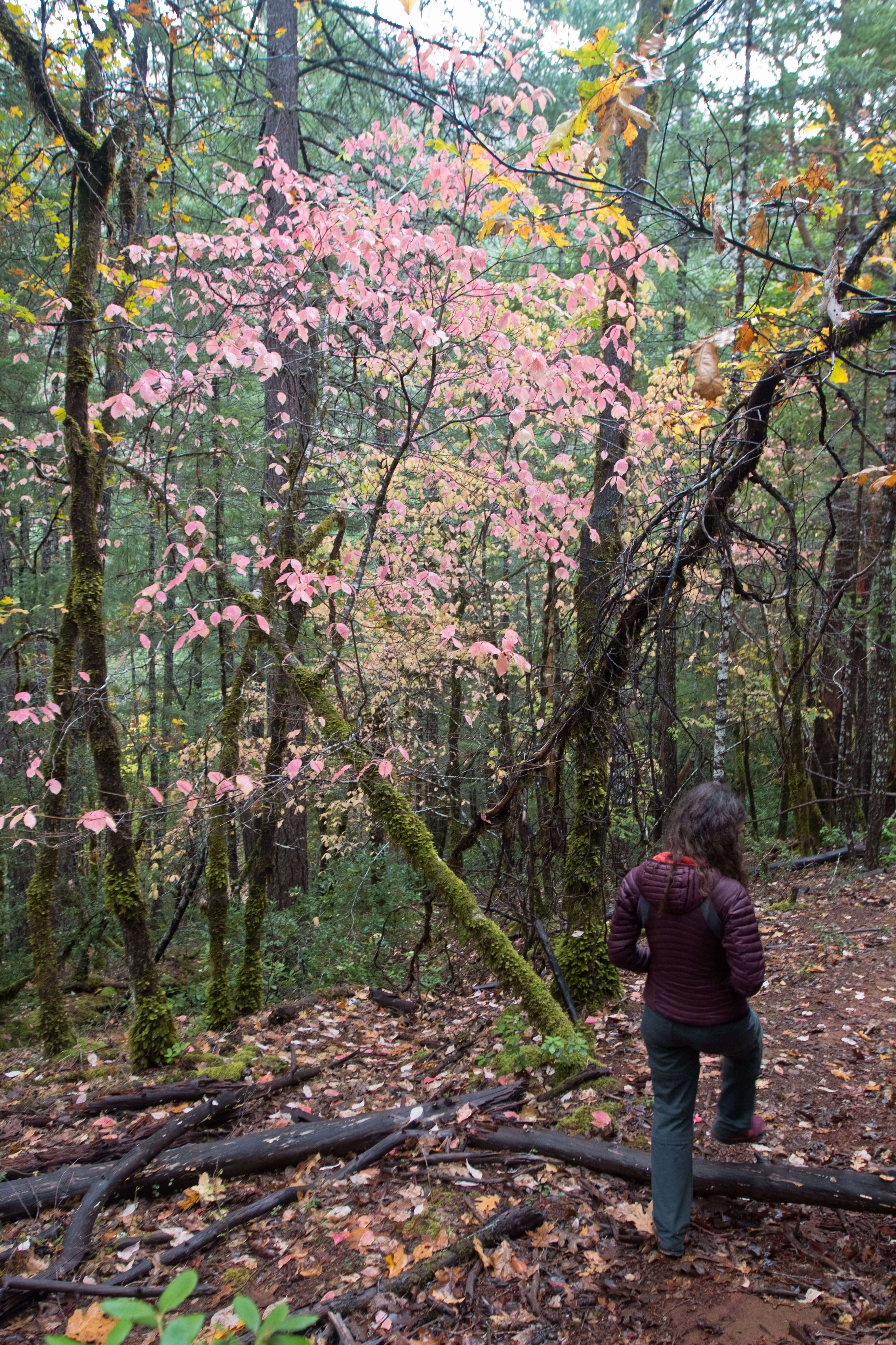 Image of Pacific dogwood